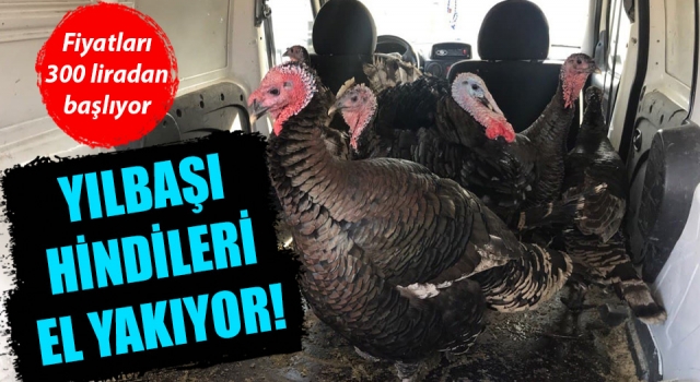 Yılbaşı hindileri el yakıyor!