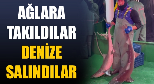 Çanakkale’de ağlara takılan köpek balıkları denize salındı