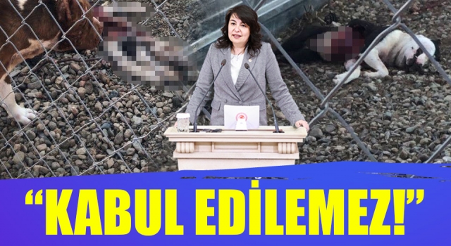 AK Parti’li İskenderoğlu’ndan, belediye barınağındaki vahşete tepki!