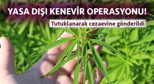 Ezine’de yasa dışı kenevir eken şahıs tutuklandı!