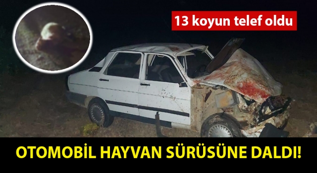 Yenice’de otomobil hayvan sürüsüne daldı: 13 koyun telef oldu