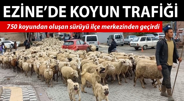 Ezine ilçe merkezinden geçen koyun sürüsü ilginç görüntüler oluşturdu