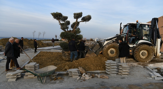 Lapseki’de Millet Bahçesine 350 yıllık zeytin ağacı dikildi