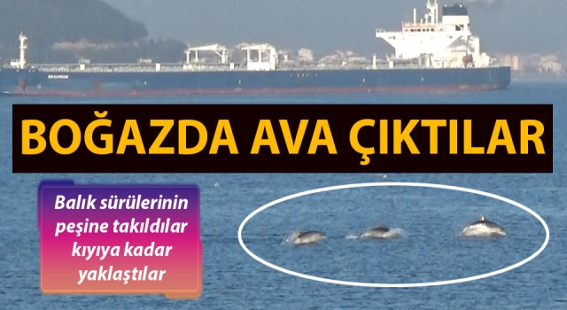 Çanakkale Boğazı'nda yunuslardan görsel şölen