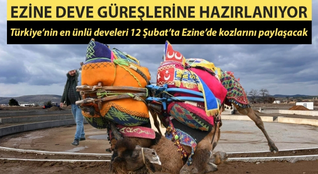 Ezine deve güreşlerine hazırlanıyor