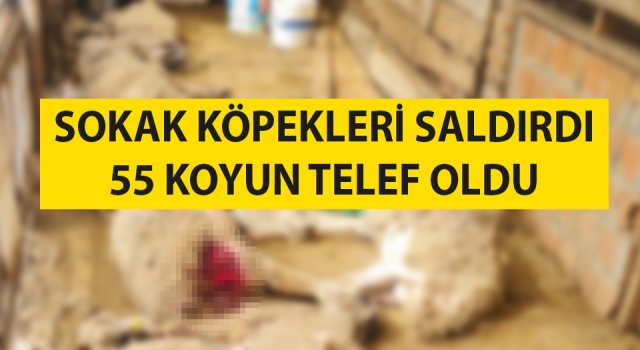 Çanakkale’de dama giren sokak köpekleri 55 koyunu telef etti