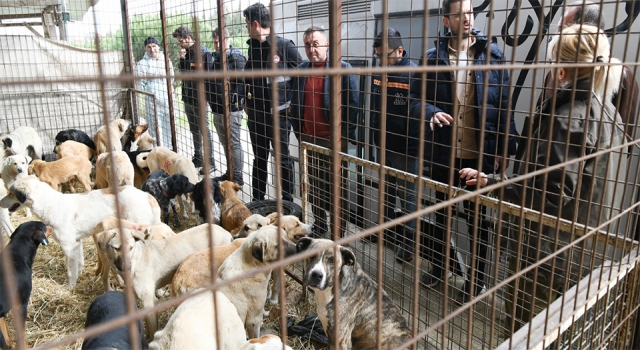 Çanakkale’de kırsalda 10 bin sokak hayvanını kısırlaştırma çalışmaları sürüyor