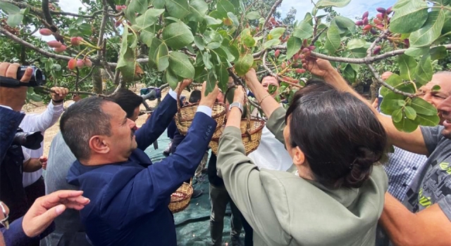 Ayvacık’ta yetiştirilen Antep fıstığı markalaşacak