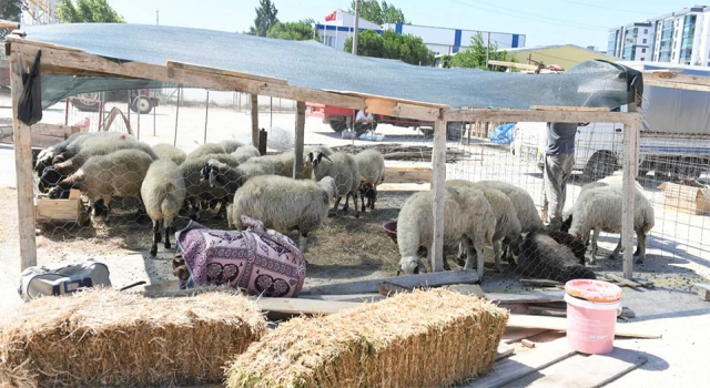 Çanakkale Belediyesi’nden kurbanlık satış ve kesim bilgilendirmesi