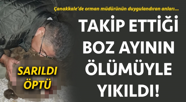 Çanakkale’de orman müdürünün duygulandıran anları: Takip ettiği boz ayının ölümüyle yıkıldı!