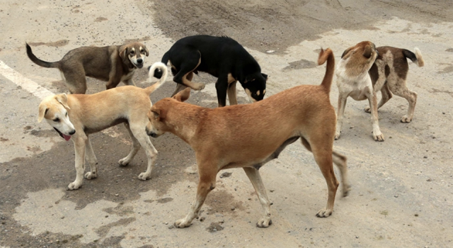 Sokak köpekleri için yeni düzenleme geliyor!