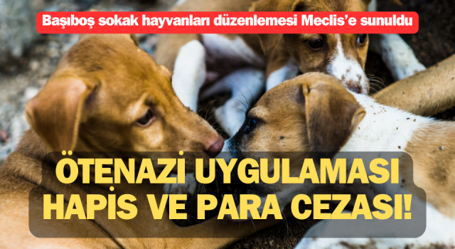 Başıboş sokak hayvanları düzenlemesi Meclis’e sunuldu: Ötenazi uygulaması, hapis ve para cezası!