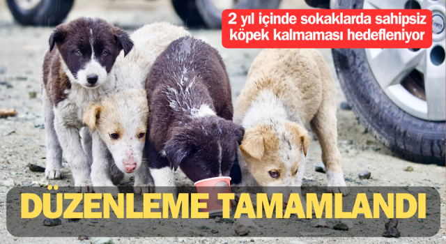 Başıboş sokak köpekleri düzenlemesi tamamlandı – Çanakkale Yorum