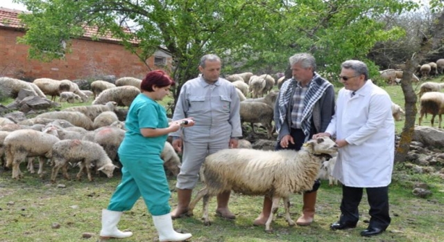 Mavi dil hastalığı nedir? Mavi dil hastalığının belirtileri nelerdir? Mavi dil hastalığı bulaşıcı mı?