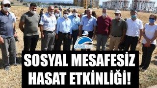 Sosyal mesafesiz hasat etkinliği!