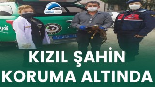 Kızıl Şahin koruma altında