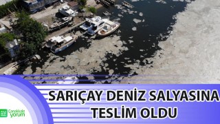 Sarıçay deniz salyasına teslim oldu