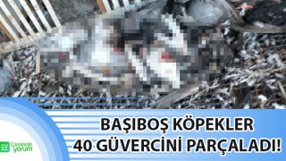 Yenice’de başıboş köpekler 40 güvercini parçaladı!