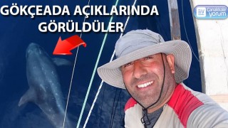 Boz yunus balıkları Gökçeada açıklarında görüldü