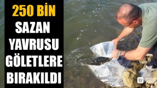 Çanakkale’de 250 bin pullu sazan balığı yavrusu göletlere bırakıldı