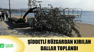 Şiddetli rüzgardan kırılan dallar toplandı