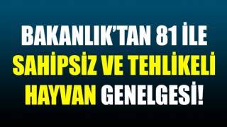 Bakanlık’tan 81 ile sahipsiz ve tehlikeli hayvan genelgesi!