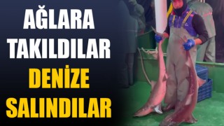 Çanakkale’de ağlara takılan köpek balıkları denize salındı