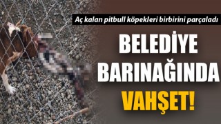 Belediye barınağında vahşet: Aç kalan pitbull köpekleri birbirini parçaladı