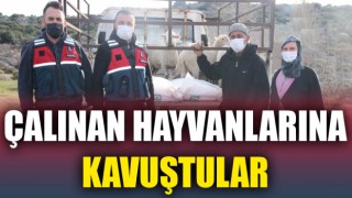 Çalınan hayvanlarına kavuştular