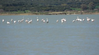 Göç eden flamingolar Çanakkale Tarihi Alanda durakladı