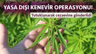 Ezine’de yasa dışı kenevir eken şahıs tutuklandı!