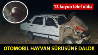 Yenice’de otomobil hayvan sürüsüne daldı: 13 koyun telef oldu