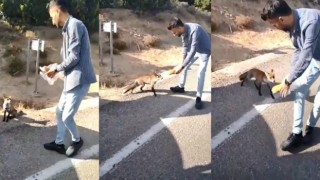 Tarihi Gelibolu Yarımadası'nın maskotu olan tilkiyi elleriyle beslediler