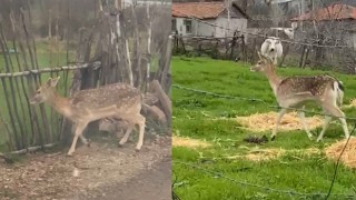 Biga’da karaca köye indi