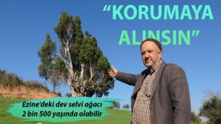 2 bin 500 yıllık olduğu öne sürülen dev selvi ağacının tescillenmesini istiyorlar