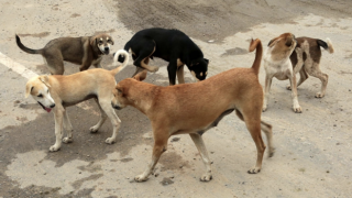 Sokak köpekleri için yeni düzenleme geliyor!