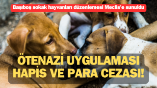 Başıboş sokak hayvanları düzenlemesi Meclis’e sunuldu: Ötenazi uygulaması, hapis ve para cezası!