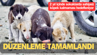 Başıboş sokak köpekleri düzenlemesi tamamlandı – Çanakkale Yorum