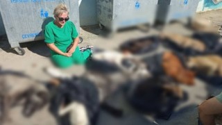 Gebze’de köpek katliamı: Hedefte Gebze Belediyesi var!