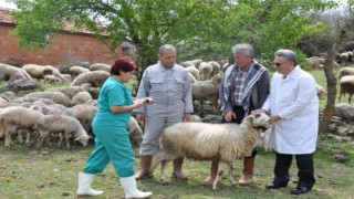 Mavi dil hastalığı nedir? Mavi dil hastalığının belirtileri nelerdir? Mavi dil hastalığı bulaşıcı mı?