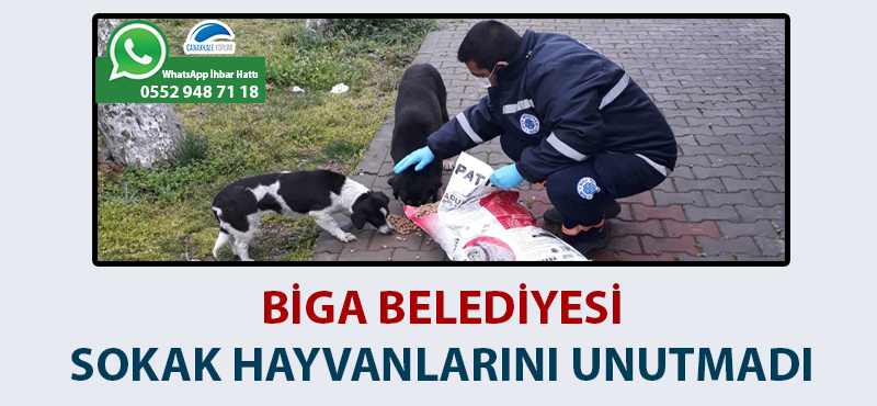 Biga Belediyesi sokak hayvanlarını unutmadı